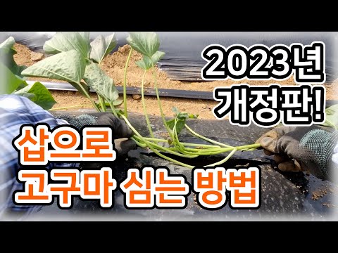 [Sweet Potato] How to Plant Sweet Potatoes with a Shovel (Revised 2023 Edition!) / Planting Time,...