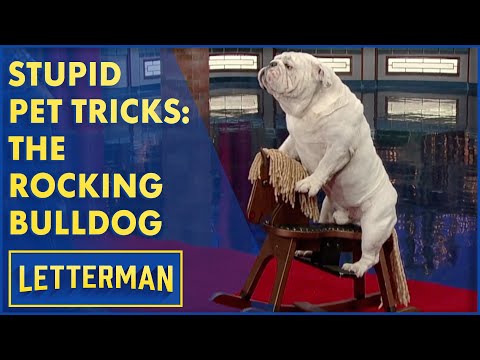 Stupid Pet Tricks: This Bulldog Rocks | Letterman