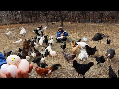 Roaming Chickens Out - Feeding and Egg Collection - I Cleaned the Rabbit Coop - I Checked the Quails