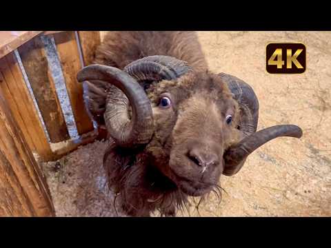 FUNNIEST Farm Animals 🤣 🐓 | Good, Clean Farm Fun