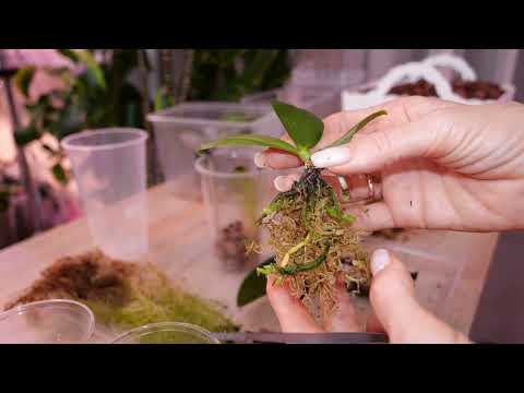 I've been growing these orchids for a long time. They need repotting again. The Legato butterfly ...