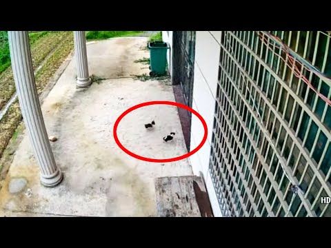 Two Puppies Moved into an Empty House and Made It Their Home!