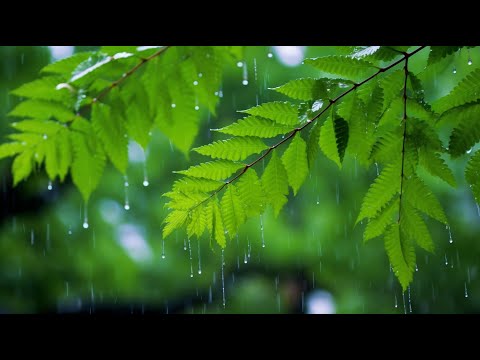 3시간 편안한 휴식을 위한 잔잔한 음악 🌿 피아노&기타 치유 연주곡