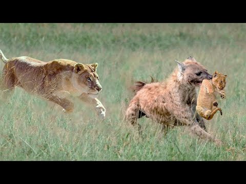 Mothers Who Will Do Anything To Save Their Young Ones