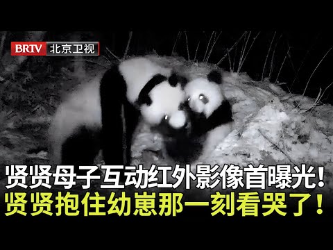 贤贤母子野外珍惜画面首曝光！贤贤还帮崽崽捧着竹子，抱住幼崽的那一刻感动哭了！【熊猫奇遇记】