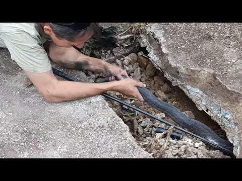 MEGA MAMBA MAYHEM!!!  😱😲😯