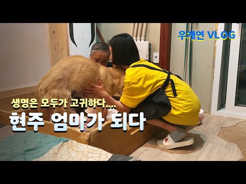 진돗개 현주 출산 육아일기 1 #우리개연구소 #진돗개출산 #진돗개