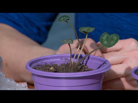 "Удачная среда" - секреты выращивания цикламенов (Бийское телевидение)