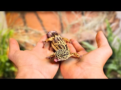 Building a Bioactive Vivarium for a Leopard Gecko