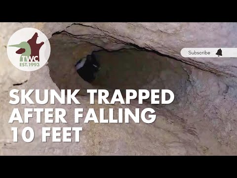 Skunk saved before walls caved in