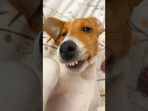 New Funniest Cats and Dogs Videos 2025🐱🐶#funnycats #cat #memes #funnyanimals #pets #dog  #funnydogs