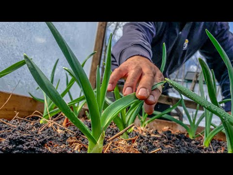 We double our harvest by planting these vegetables early in Spring