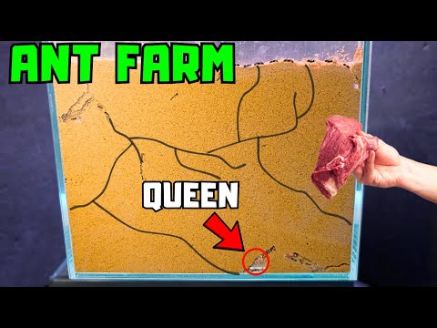 I Gave My Ant Colony Meat, This Happened