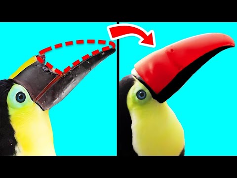 Как 3D-Печать Помогает Животным