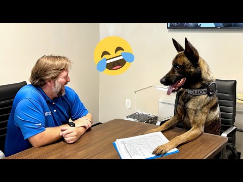 I dare you not to LAUGH at these FUNNY DOGS 😁🦮 - Best Funny Animals Videos 2025 #177