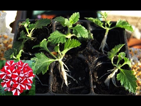 🌱Вербена из черенка !!! Быстро, просто, много !!! Люблю так 🌱