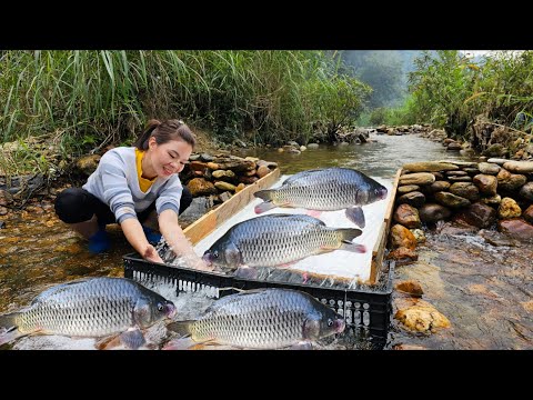 Full video of the journey of making a fish trap in the stream.Ana caught many big fish and sold them