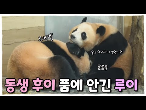 배에 쭙쭙거리는 루이바오🐼 앉아서 꾸벅꾸벅 졸아도 웅니 안아주는 후이바오🩷