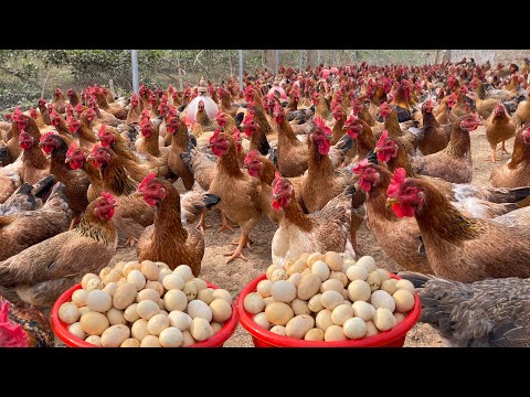 How to Raise 1000 Free Range Chickens: Costs, Profits - Chickens Grow Fast and Healthy