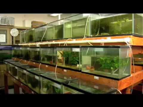 Urban Aquaculture: Fish Farming in the City
