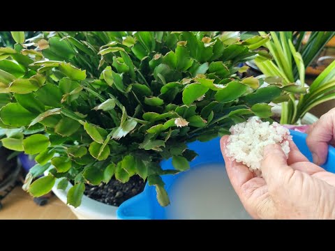 Crayfish cactus (crab cactus) This is the water you wash it in, this is the best nutrient~