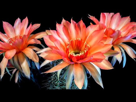 ❤️ Цветы распускаются под вальс ❤️ Танец цветов ❤️