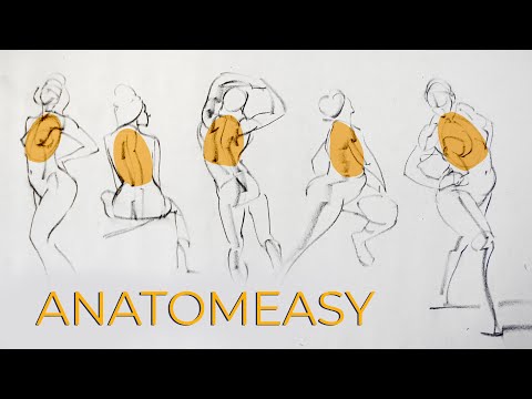 The MOST useful anatomy idea is also super simple