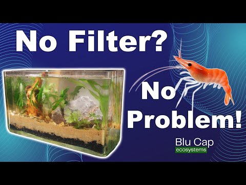 Turning a Random Glass Container Into a Mini Ecosystem!