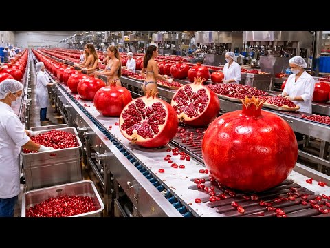 Inside A Modern Pomegranate Juice Factory: From Fresh Fruit To Bottled Premium Juice
