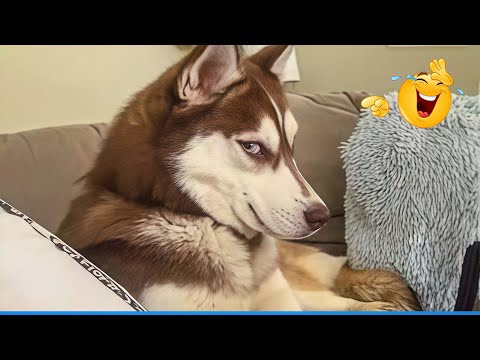 Videos of Dogs SCREAMING 🤣🐶 The Funniest Videos That Will Make You Can't Stop Laughing 🤣