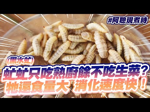 虻虻(黑水虻)只吃熟廚餘不吃生菜  牠還食量大消化速度快！｜嘉義民雄｜#陳信聰｜阿聰現煮時｜EP6精華片段｜▼完整版連結請看資訊欄▼