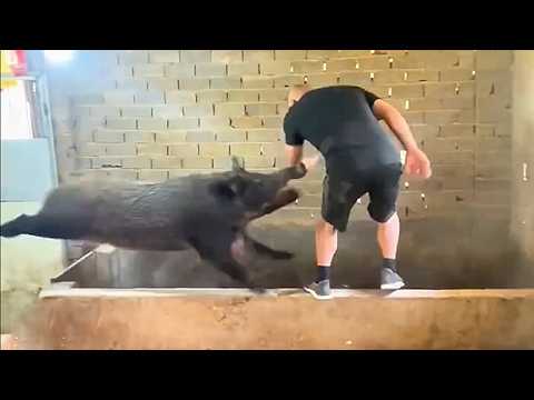 When Nature Goes Crazy — Animal Moments You Must See!