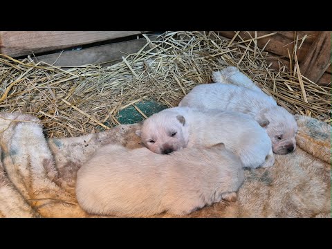 꼬물이들 눈을뜨고 귀가열리니 너무 귀엽고 예쁘네요 보미 태백이 풀어서 자유를 주었더니 한참만에 왔어요,