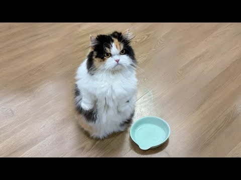 The Most Adorable Kitten Moments Ever 😻🐾