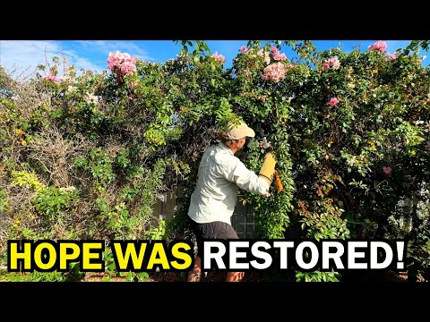 HELPING him out after a NASTY fall - FREE GARDEN MAKEOVER