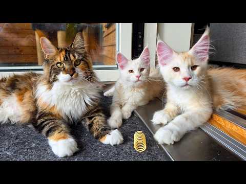 Iris Visits the 2 Remaining Kittens!