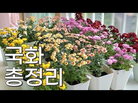 베란다꽃밭 국화키우기(관리, 물주기, 월동준비)