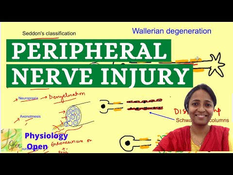 Wallerian degenration and regeneration | Nerve injury classification | Physiology mbbs 1st year