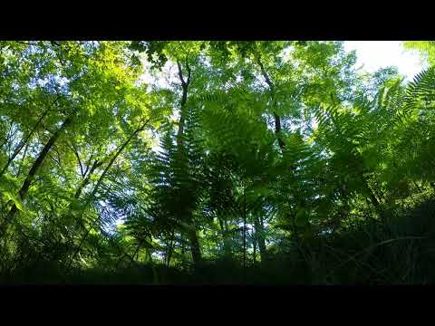 🎵Rainforest Sounds - 🐦Peaceful Bird Songs For Sleep