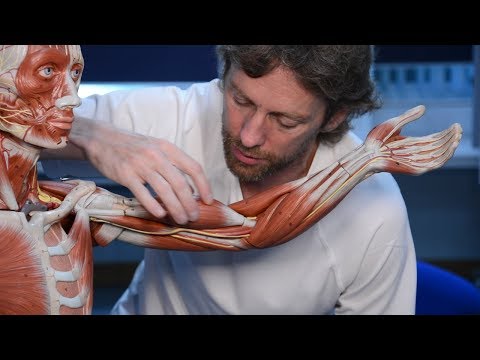 Elbow muscles (anatomy)