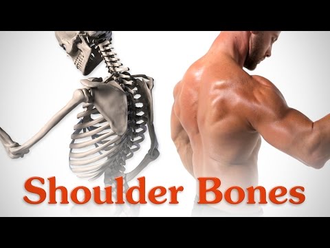 Anatomy of the Shoulder Bones