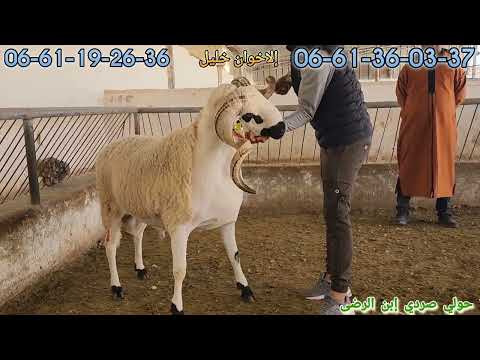 فحول من عالم أخر ضيعة إلاخوان خليل فرجة ممتعة