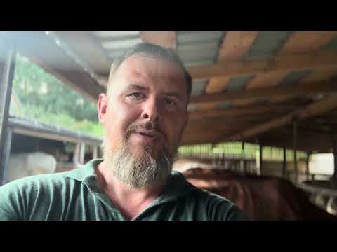 Швіцька порода корів | Браун швіц | Private Milk | Прайвет мілк | Михайло Травецький