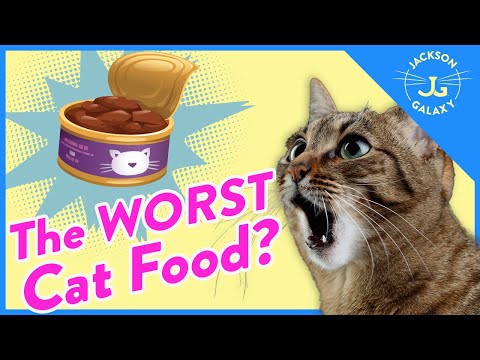 Cat Expert Explains How to Read Cat Food Labels