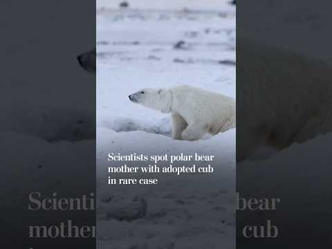 Polar bear mother adopts cub in rare case