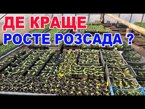 В чому вирощувати розсаду ? ПЕРЕВІРЕНО роками !