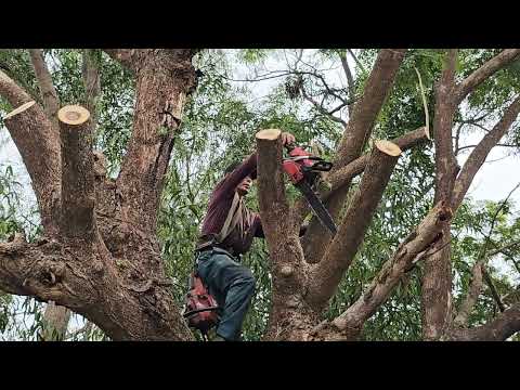 Cưa cây còng siêu khủng siêu to. Cưa cây kỷ thuật cao