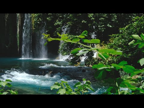 🎵Rainforest Sounds - 🐦Peaceful Bird Songs | 🌊Calm Water Sound | White Noise For Sleep