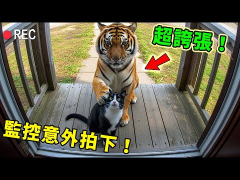 動物帶朋友回家的十大名場面！貓騎老虎，狗牽野馬，第一名看完數千萬人感動落淚!
