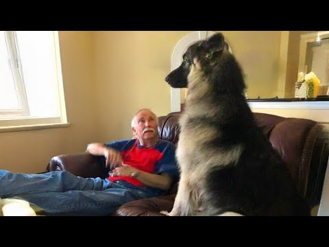Dogs and Owners Who Totally Lose It Together 😁 Funny Dog & Human Videos